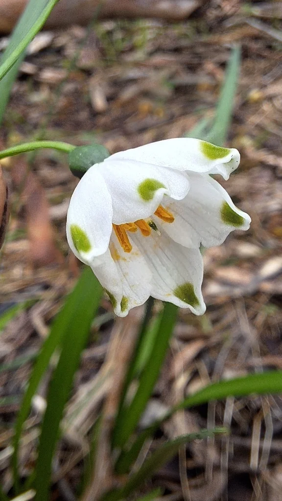 Leucojum Aestivum
