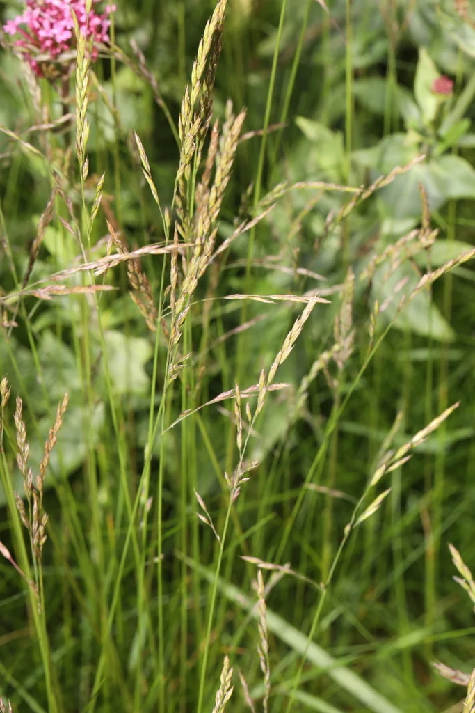 Festuca Rubra