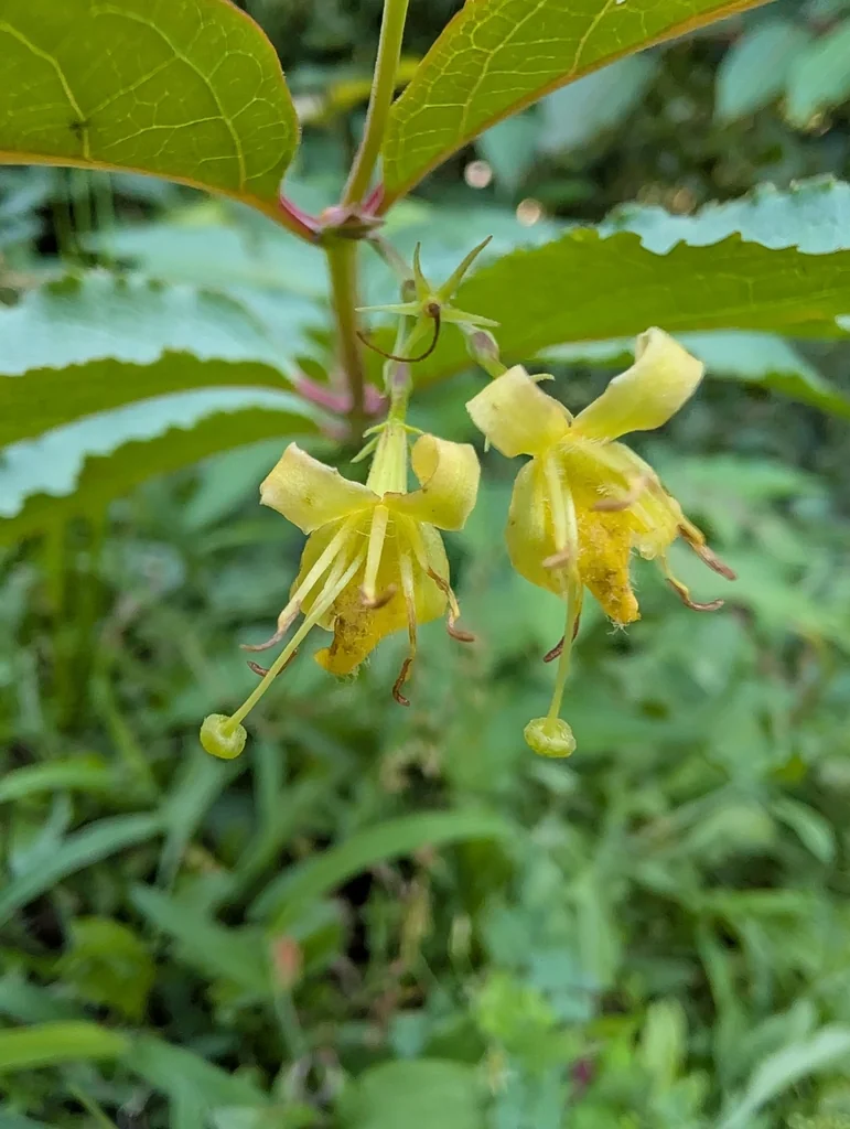 Diervilla Lonicera