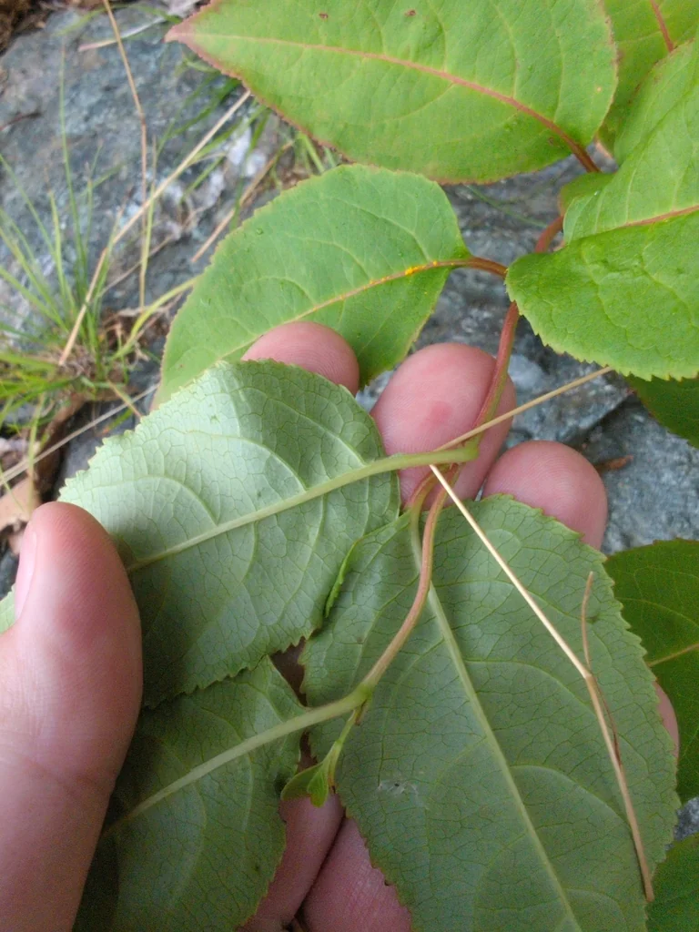 Diervilla Lonicera