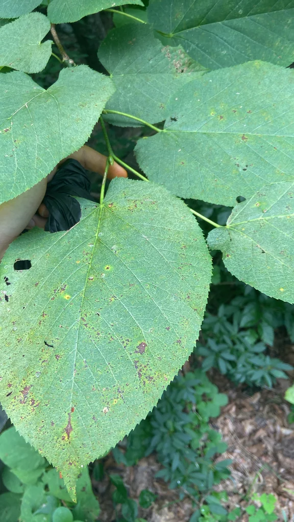 Tilia Americana