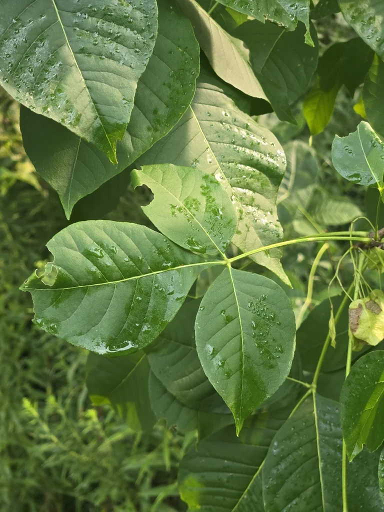 Ptelea Trifoliata