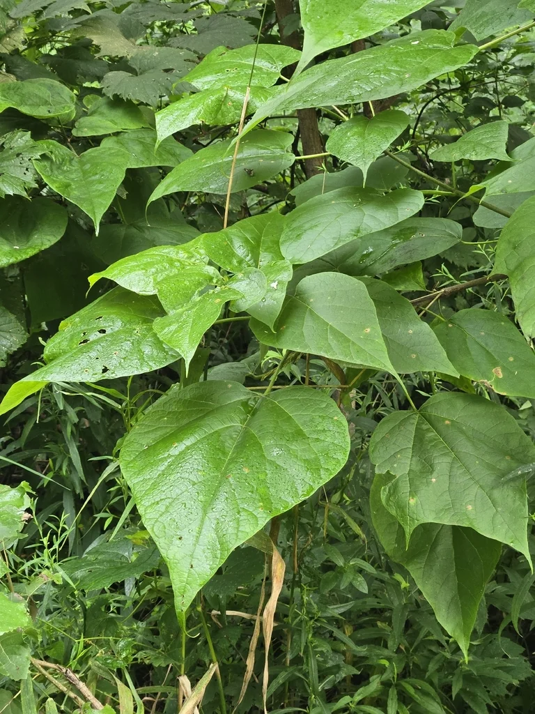 Catalpa Speciosa