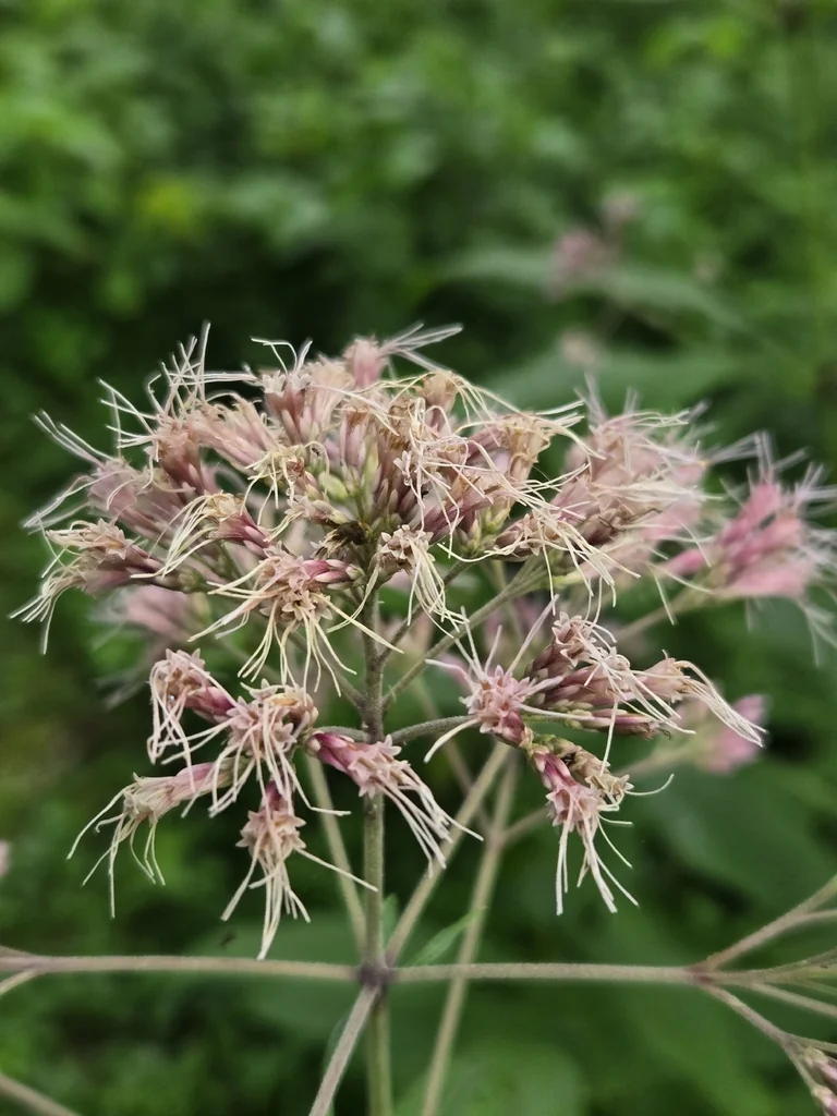 Eupatorium Purpureum