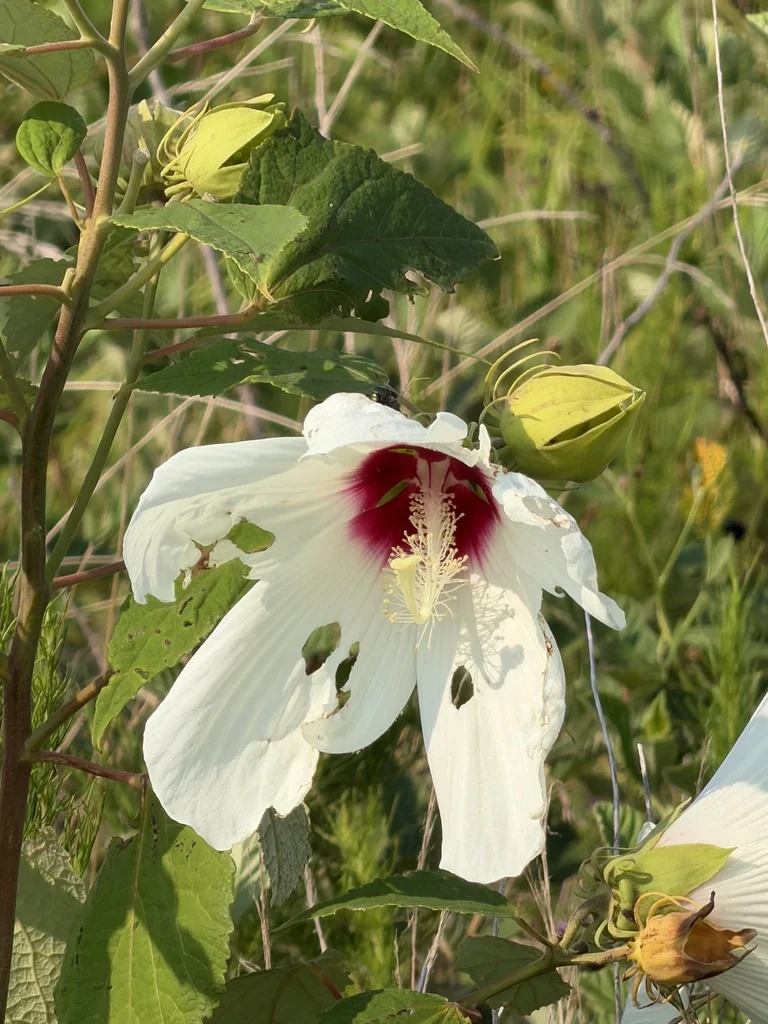 Hibiscus Moscheutos