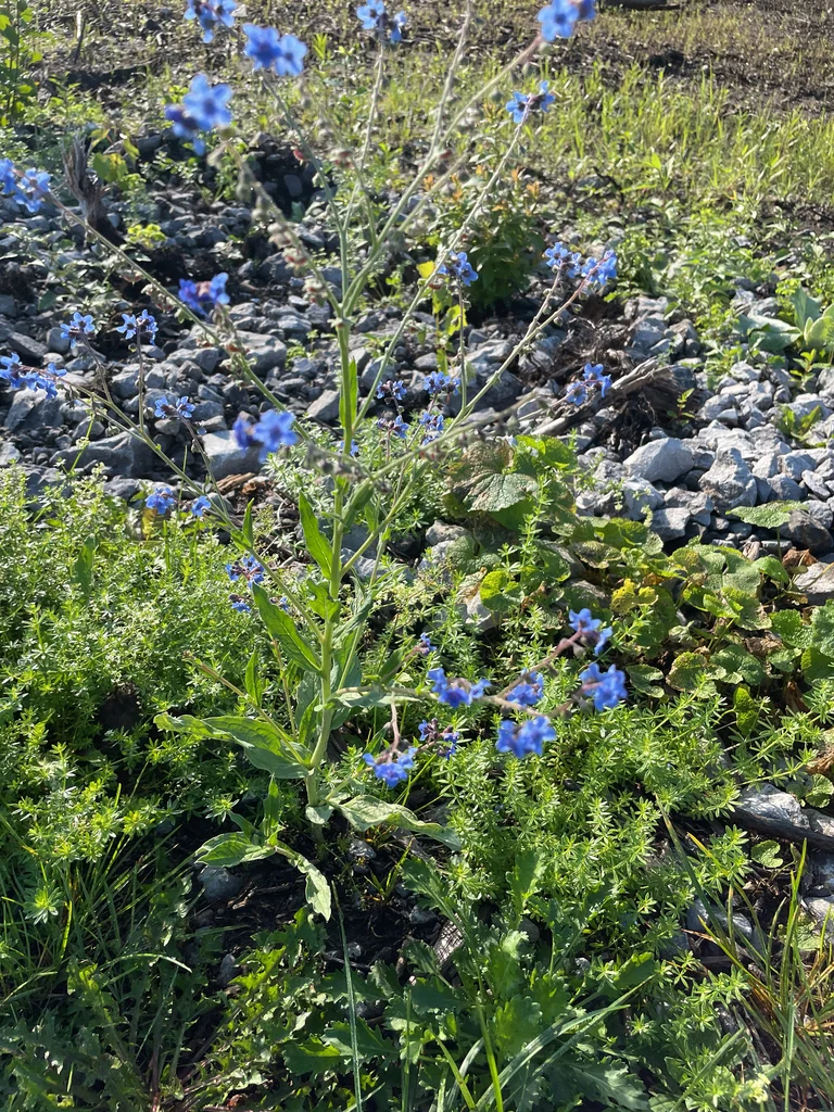 Cynoglossum Amabile