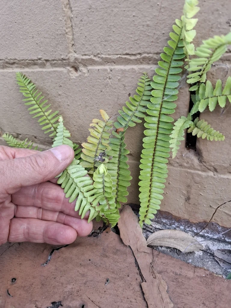 Nephrolepis cordifolia