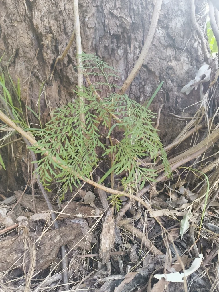 Grevillea Robusta