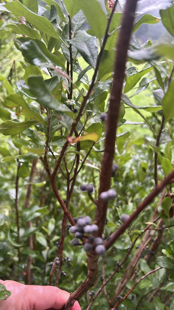 Myrica Pensylvanica