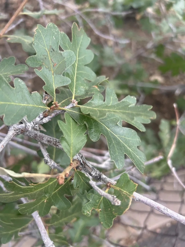 Quercus Gambelii
