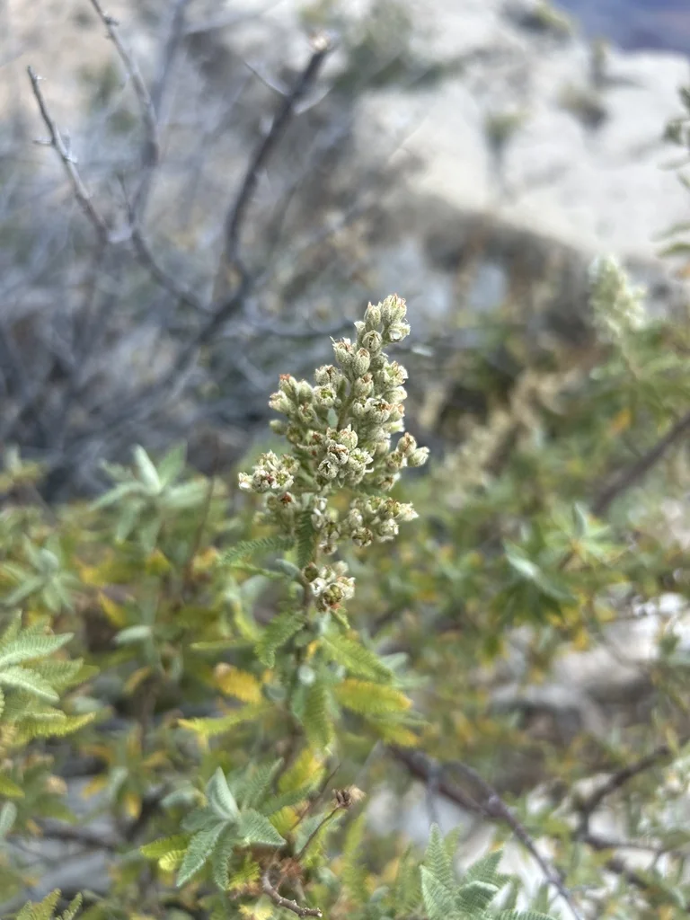 Chamaebatiaria Millefolium