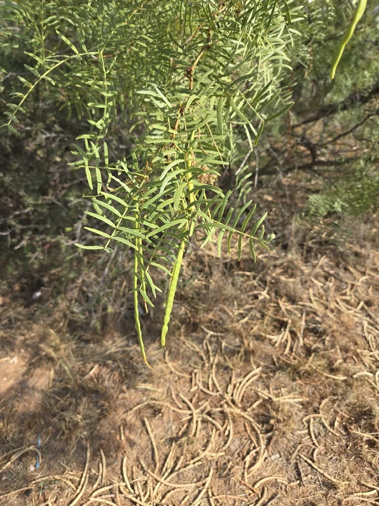 Prosopis Glandulosa