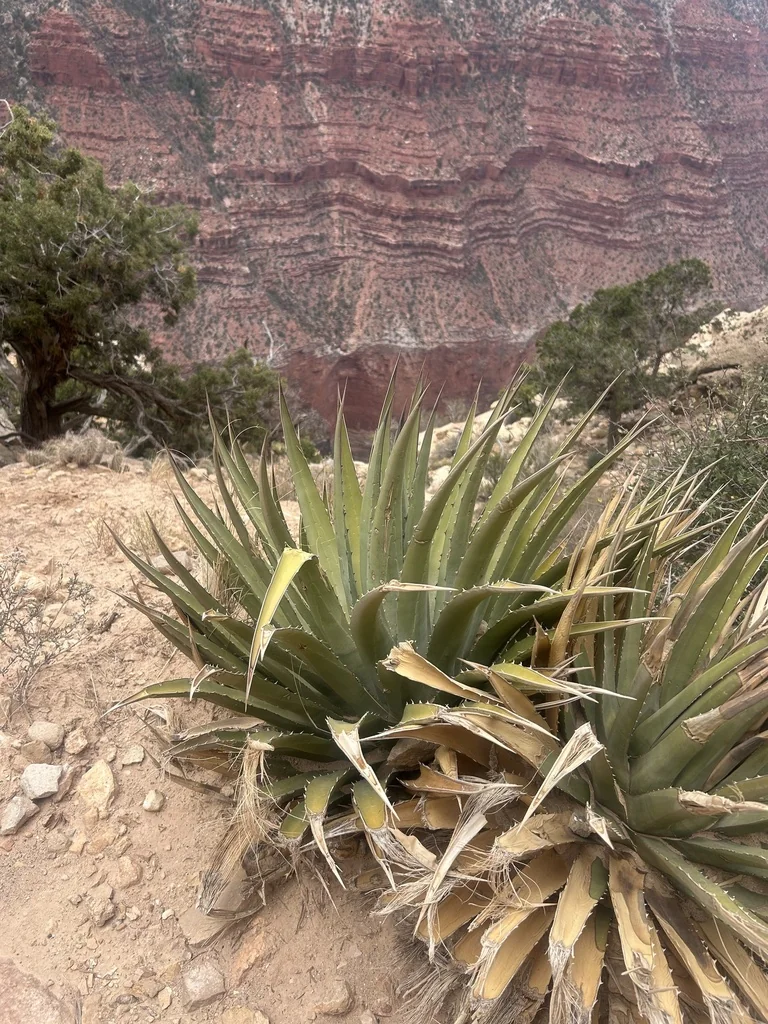 Agave Utahensis