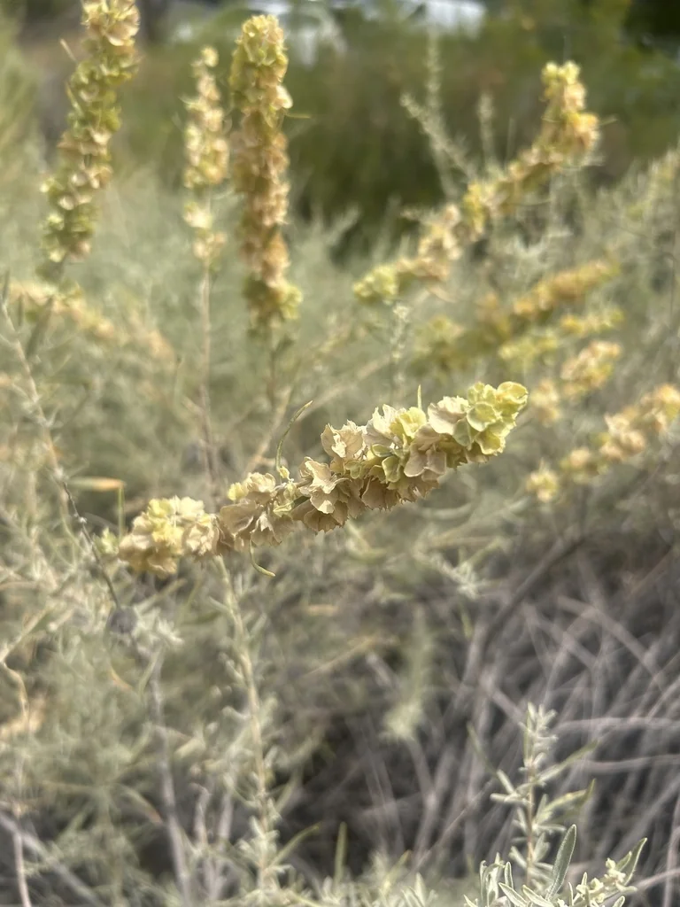 Atriplex Canescens