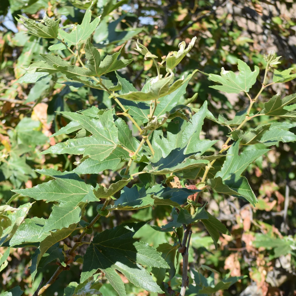 Platanus Racemosa