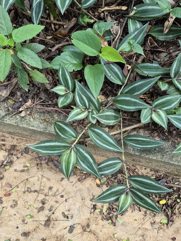 Tradescantia Zebrina