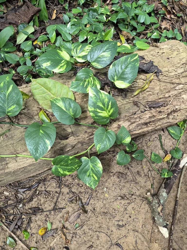 Epipremnum aureum