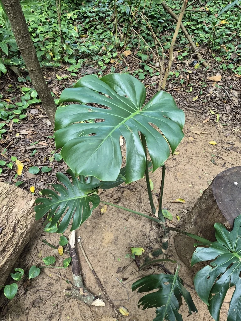 Monstera deliciosa