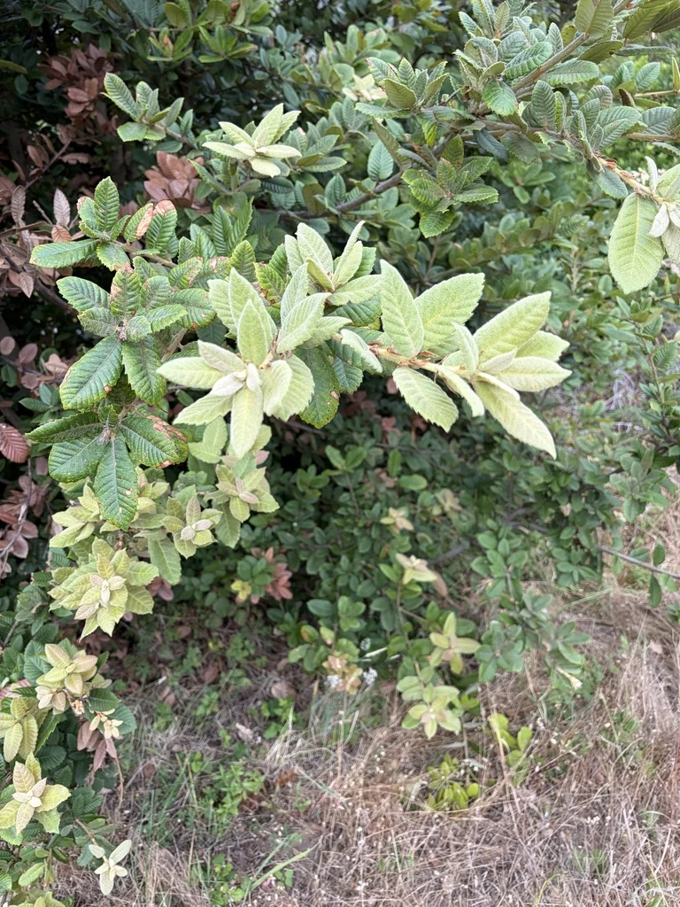 Notholithocarpus Densiflorus