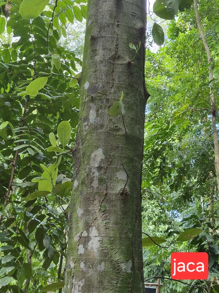 Artocarpus Heterophyllus
