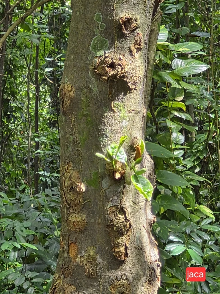 Artocarpus Heterophyllus