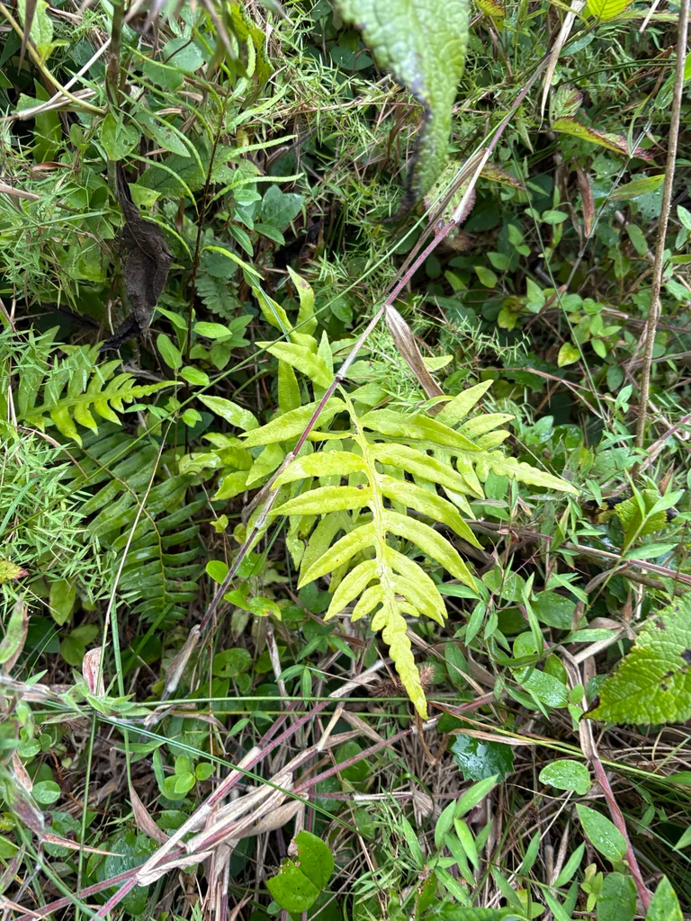 Woodwardia Areolata