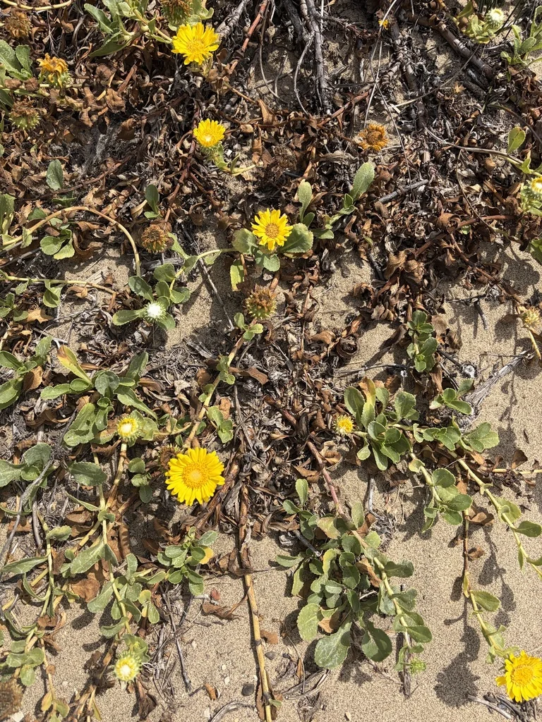 Grindelia stricta