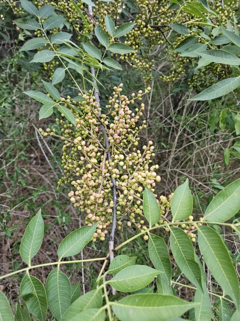 Pistacia Chinensis