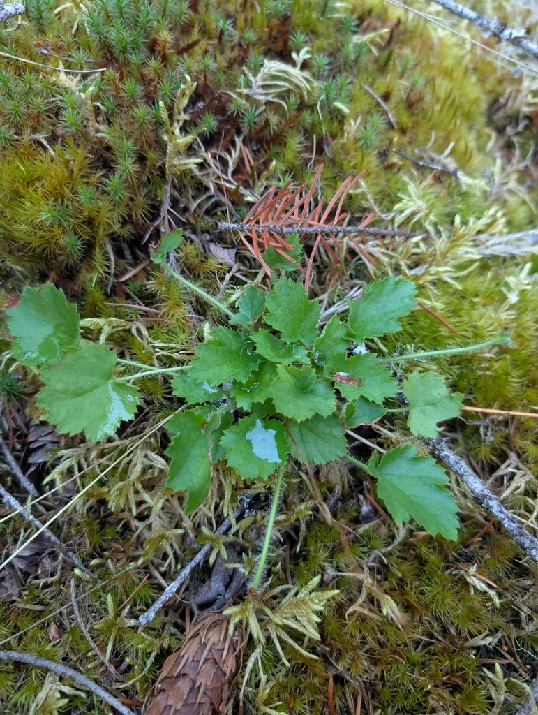 Heuchera Micrantha