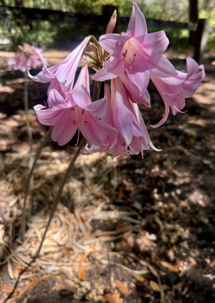 Amaryllis Belladonna