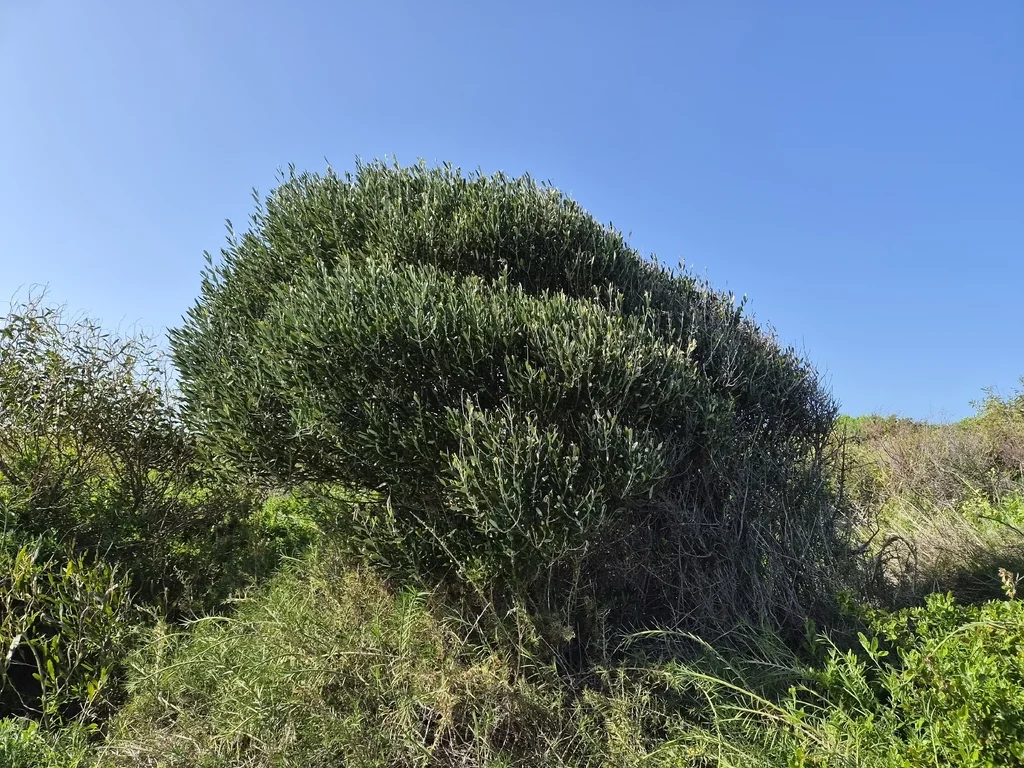 Olea Europaea