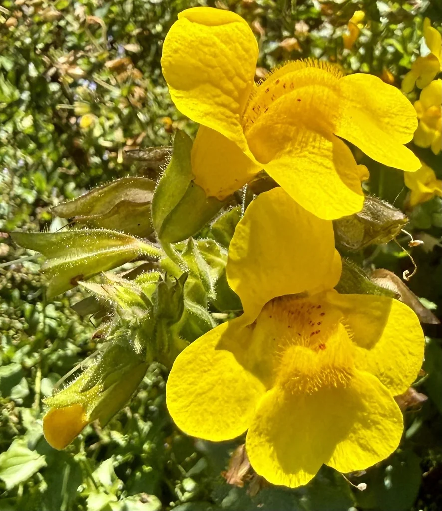 Mimulus Guttatus