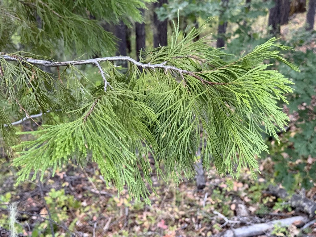 Calocedrus Decurrens