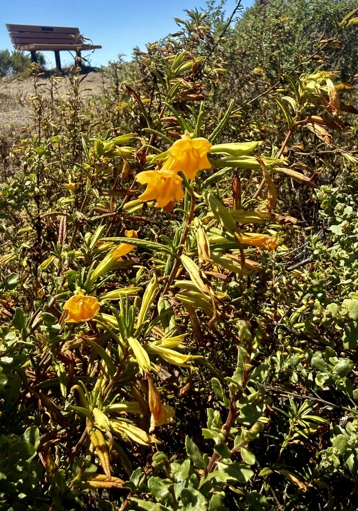 Mimulus Aurantiacus