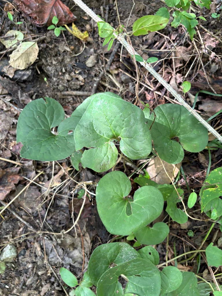 Asarum Canadense