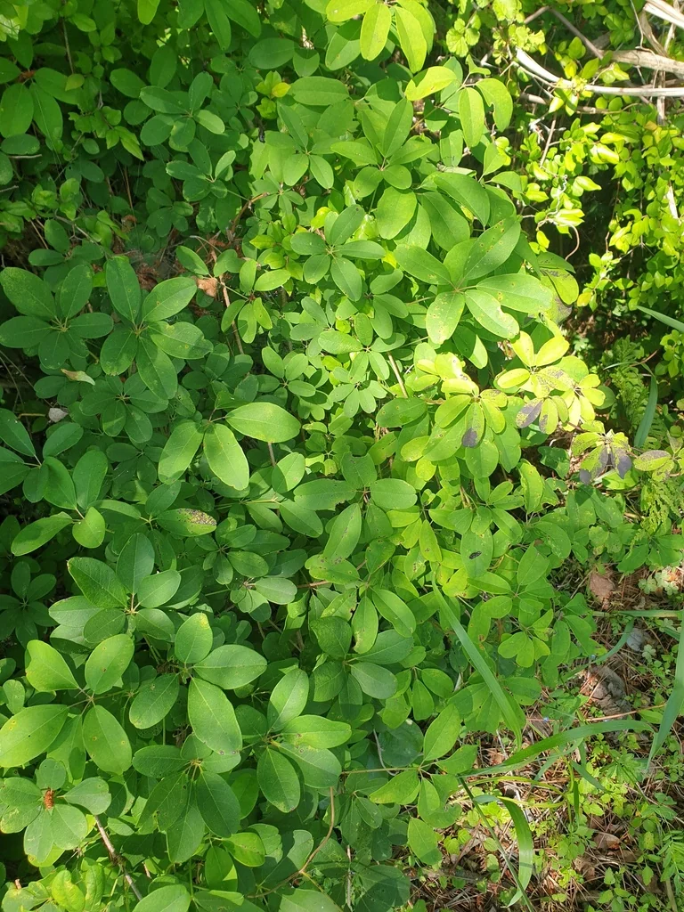 Akebia Quinata