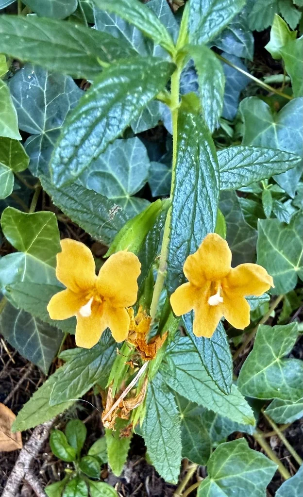 Mimulus Aurantiacus