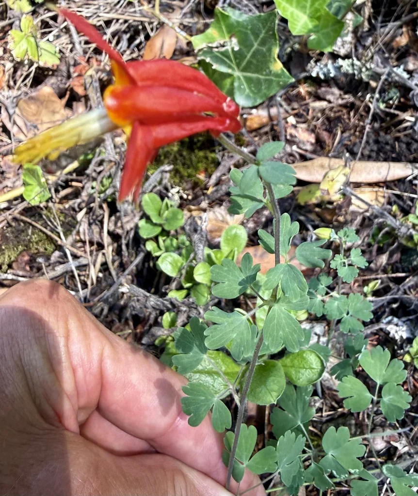 Aquilegia Formosa