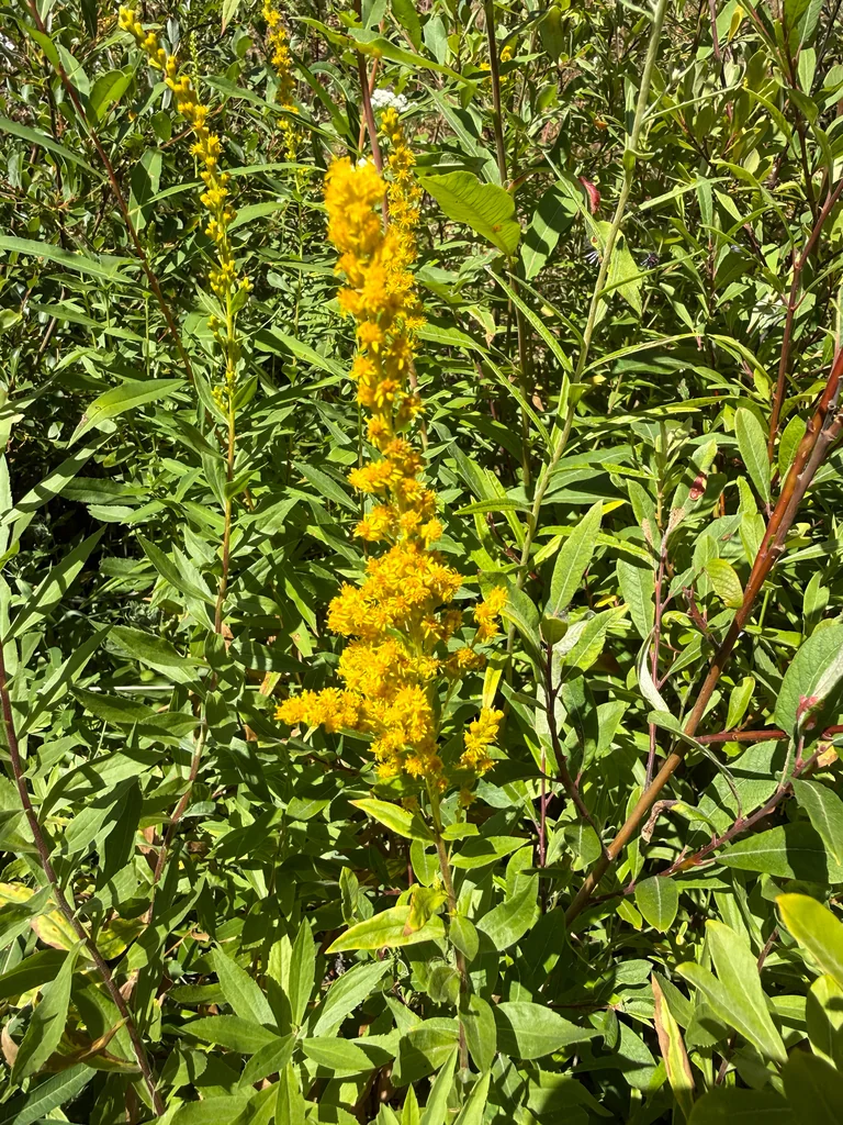 Solidago Canadensis Ssp. Elongata