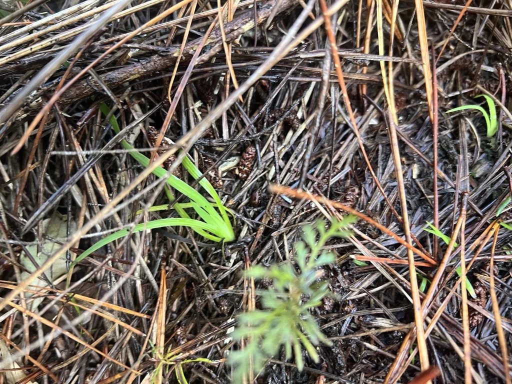 Aristea Ecklonii