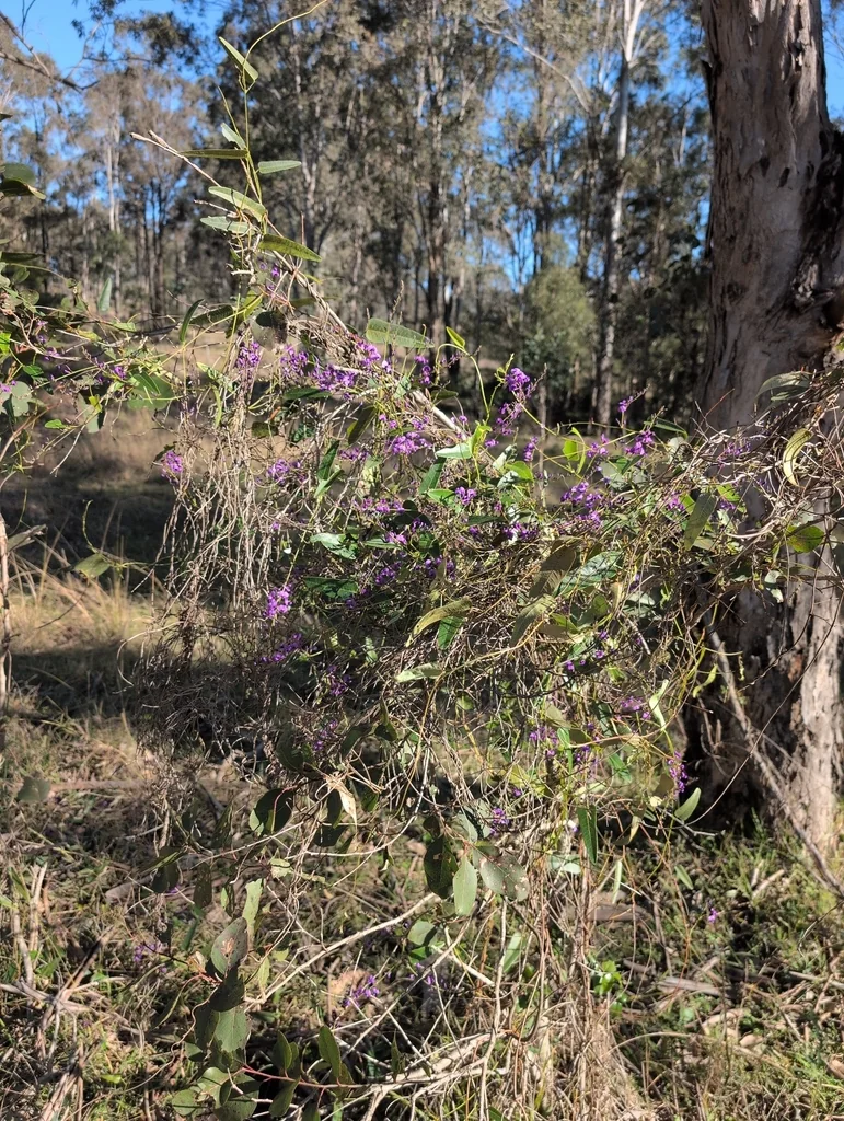 Hardenbergia Violacea