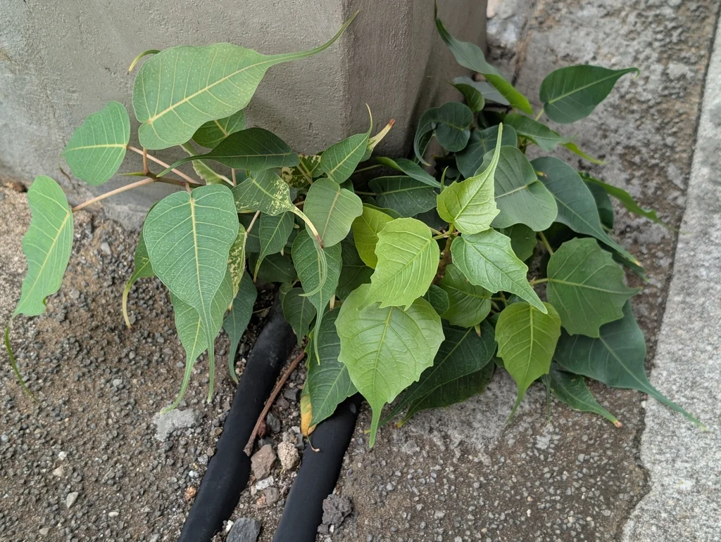 Ficus Religiosa