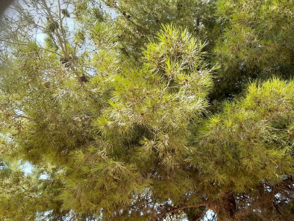 Pinus Halepensis