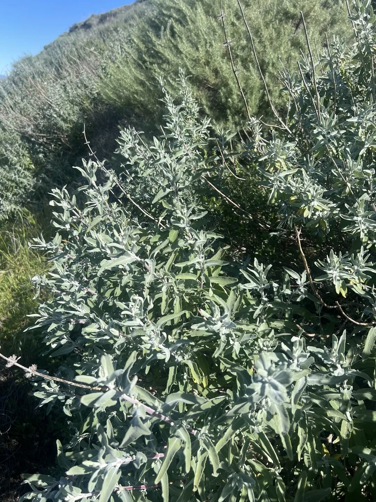 Salvia Leucophylla