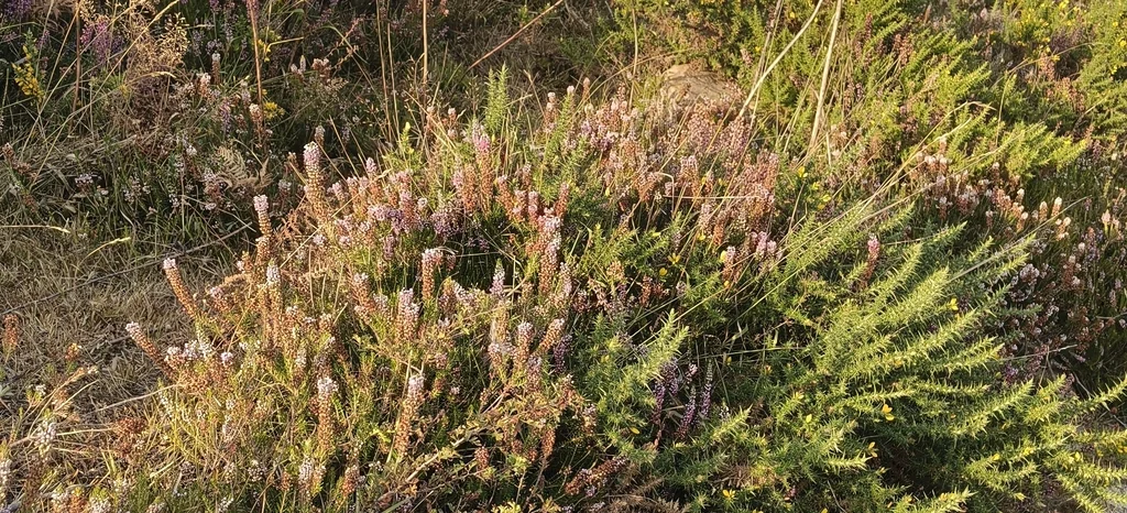 Erica Vagans