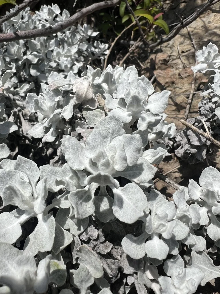 Eriogonum crocatum