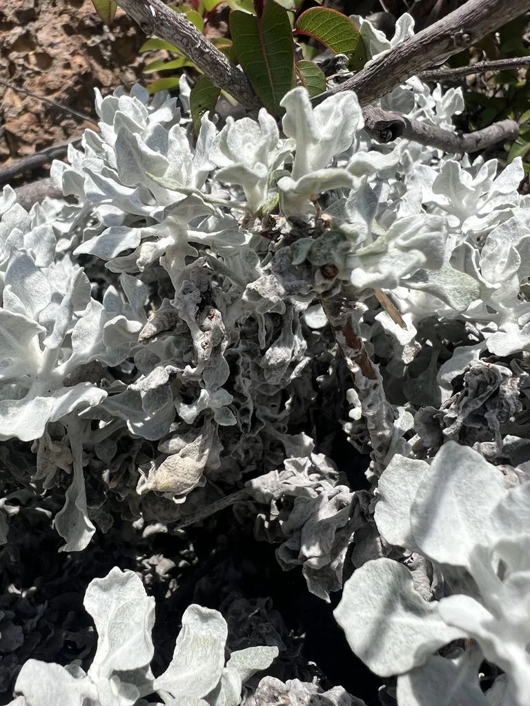 Eriogonum crocatum