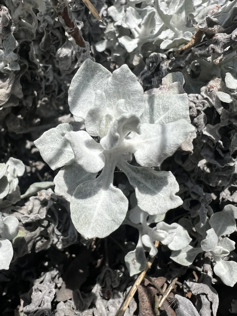 Eriogonum crocatum