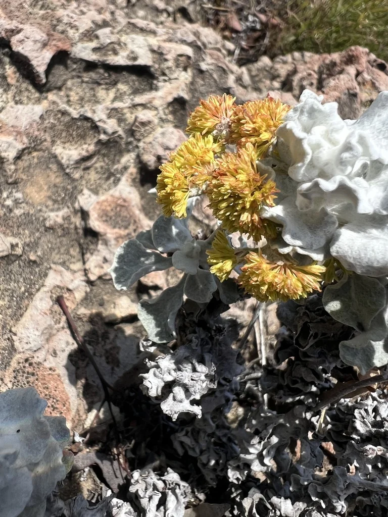 Eriogonum crocatum