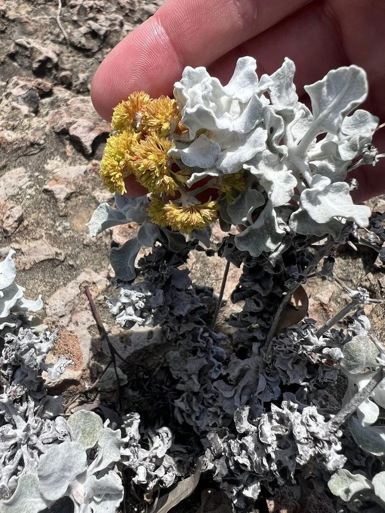 Eriogonum crocatum